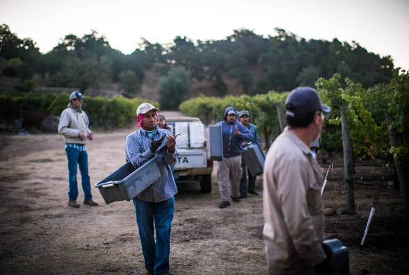 picking grapes