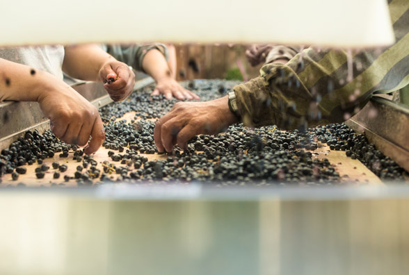 sorting grapes